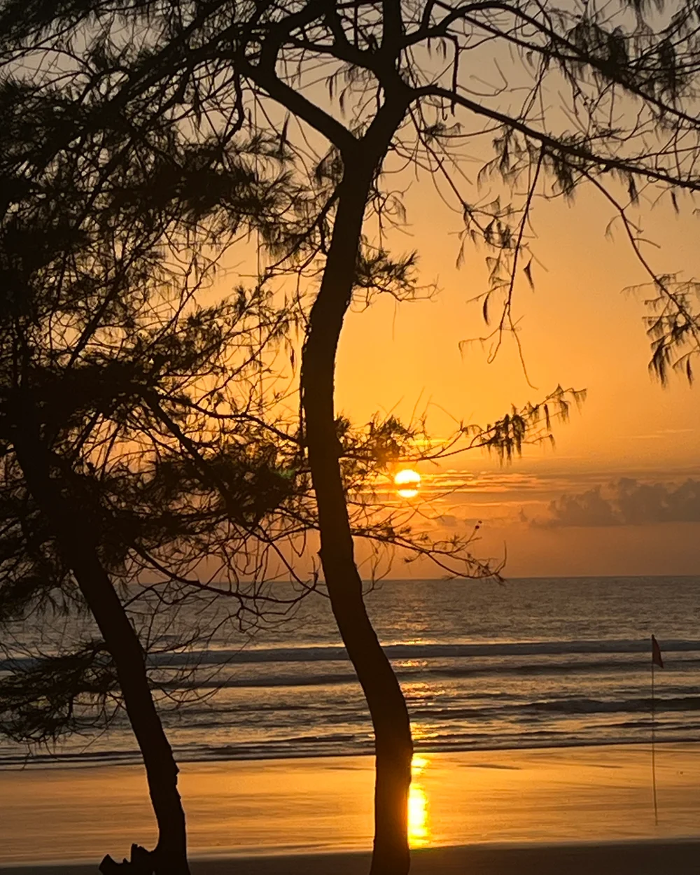 Sunset over Candolim beach seen through silhouetted casuarina trees, with a small flag marking the shore