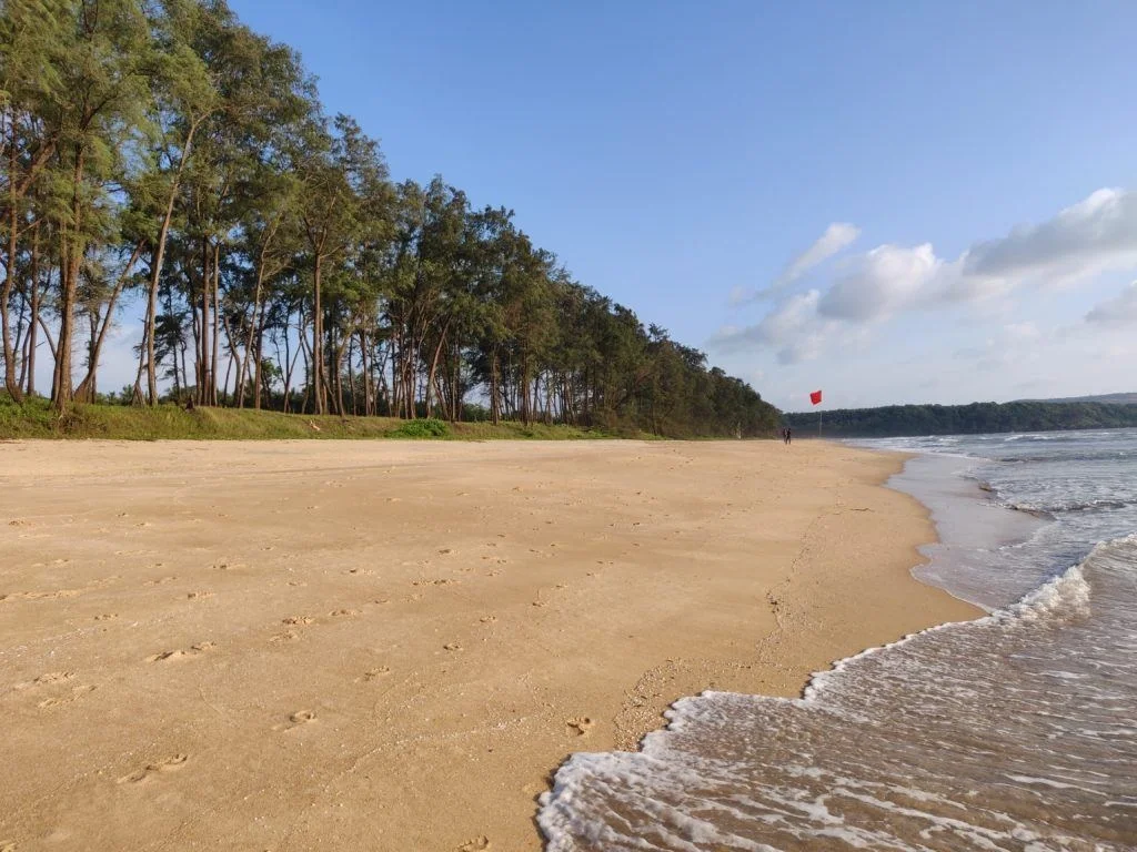 Casuarina pine tree canopy lining the golden sands of Galgibaga Beach