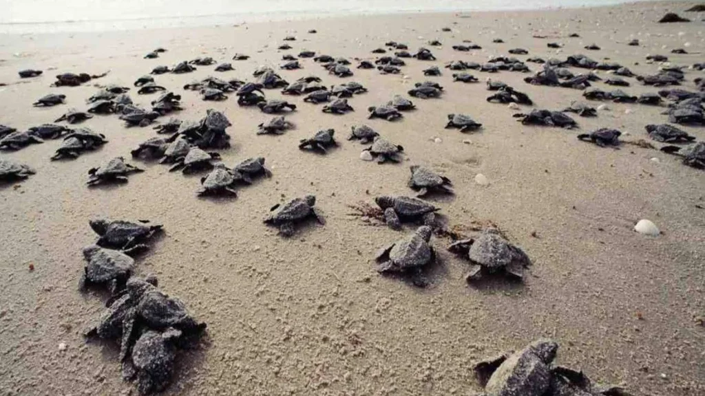 Olive Ridley baby turtles crawling on the sand toward the sea