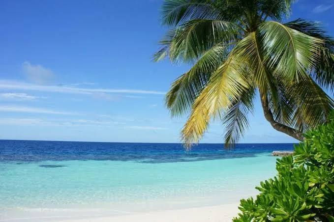Beautiful view of Ashwem Beach in North Goa, featuring a bright blue sky, clear turquoise sea water, soft white sand, and a green palm tree branch hanging over the beach